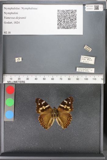 Media type: image;   Entomology 92870